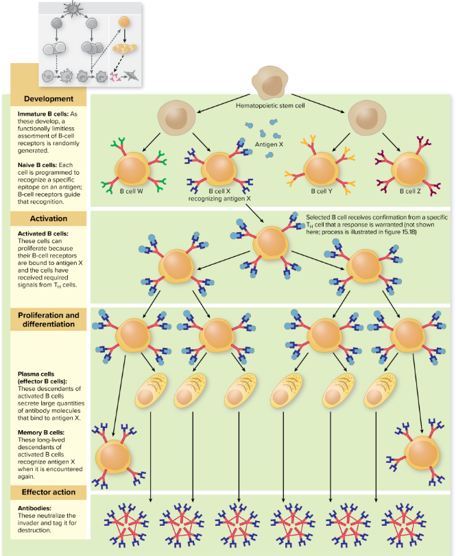 <p>antigen in body → antibody production</p><ul><li><p>process called clonal selection</p><ul><li><p>B cell bind antigen, divides and</p><ul><li><p>differentiate into plasma cells → produce lots of antibodies</p></li><li><p>become memory cells</p><ul><li><p>responsible for secondary response </p></li></ul></li></ul></li></ul></li></ul><p>without sustained stimulation, cells undergo apoptosis </p>