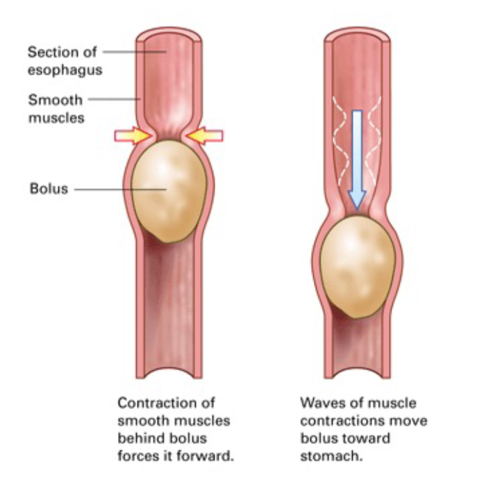 <p>What happens in the esophagus?</p>
