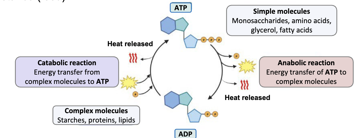 <ul><li><p>capacity of a physical system to perform work</p></li><li><p>exists in many forms (e.g. mechanical, chemical, light, heat)</p></li><li><p>Heat of combustion: energy released (heat) during combustion of a</p><p>substance (food)</p></li></ul><p></p>