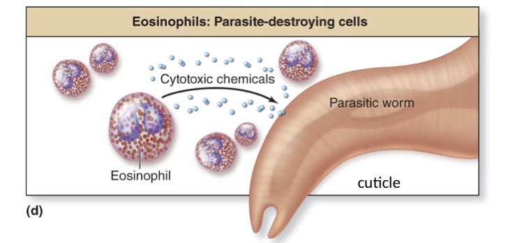 <p>Parasite-destroying cells</p>