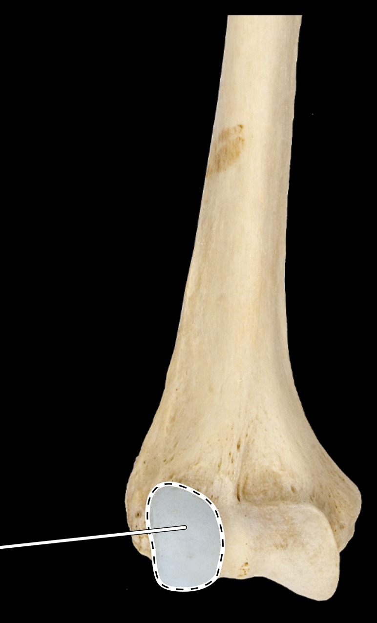 <p>anterior view</p>