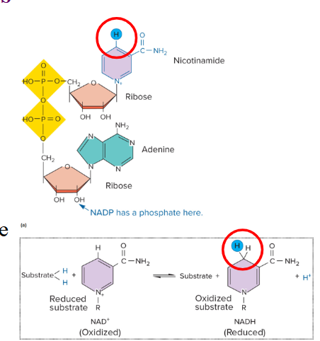 <p>NAD</p><p>– nicotinamide adenine dinucleotide</p><p></p><p>NADP</p><p>– nicotinamide adenine dinucleotide phosphate</p><p></p>