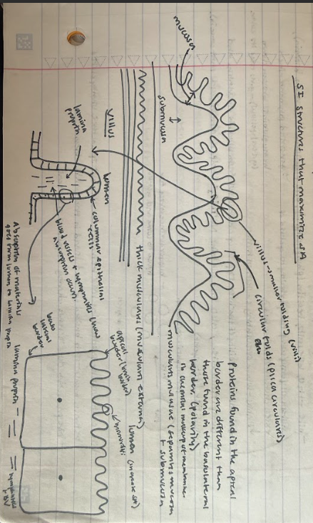 knowt flashcard image