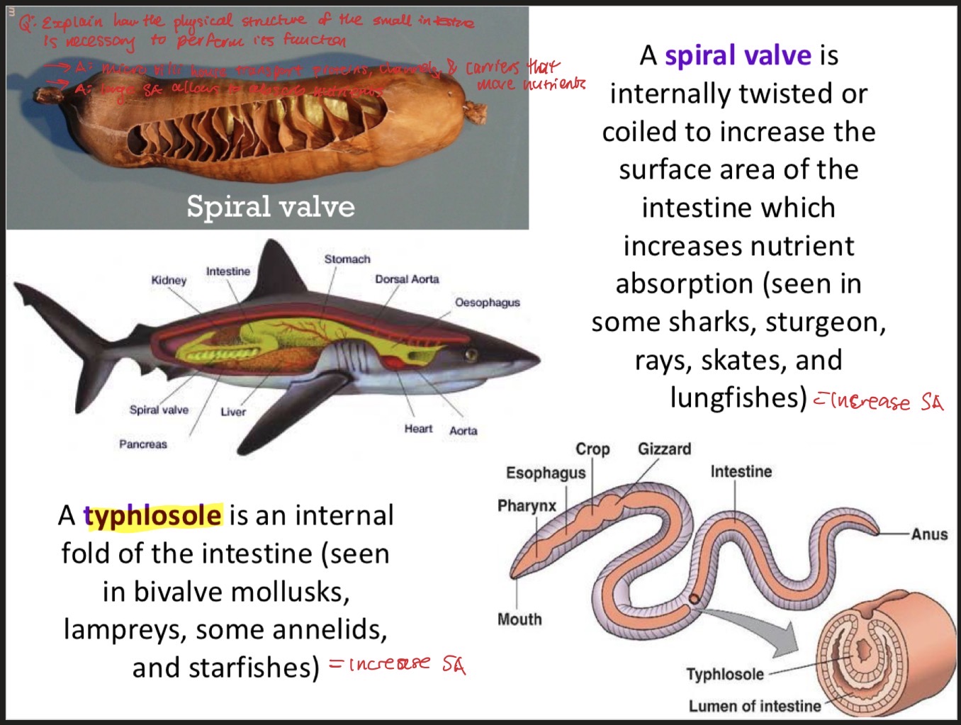 <p>Typhlosole: an internal fold of the intestine, which increases nutrient absorption (seen in bivalve mollusks, lampreys, annelids, and starfishes)</p><p>spiral valve: structure that is internally twisted or coiled to increase surface area of intestine, which increases nutrient absorption (seen in sharks, sturgeon, rays, skates, and lungfishes)</p>