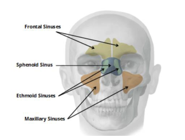 <ul><li><p>Frontal sinus (2) </p></li><li><p>Maxillary sinus (2) </p></li><li><p>Ethmoid sinus (2) </p></li><li><p>Sphenoid sinus (2) </p></li></ul><p></p>