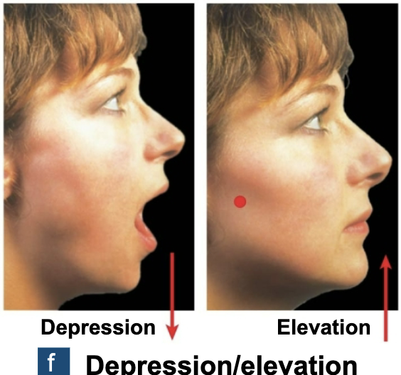 <p>Elevation vs. Depression (Special Movements)</p>