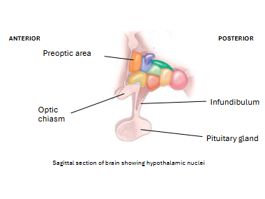<p>A stalk in the hypothalamus that connects it to the pituitary gland</p>