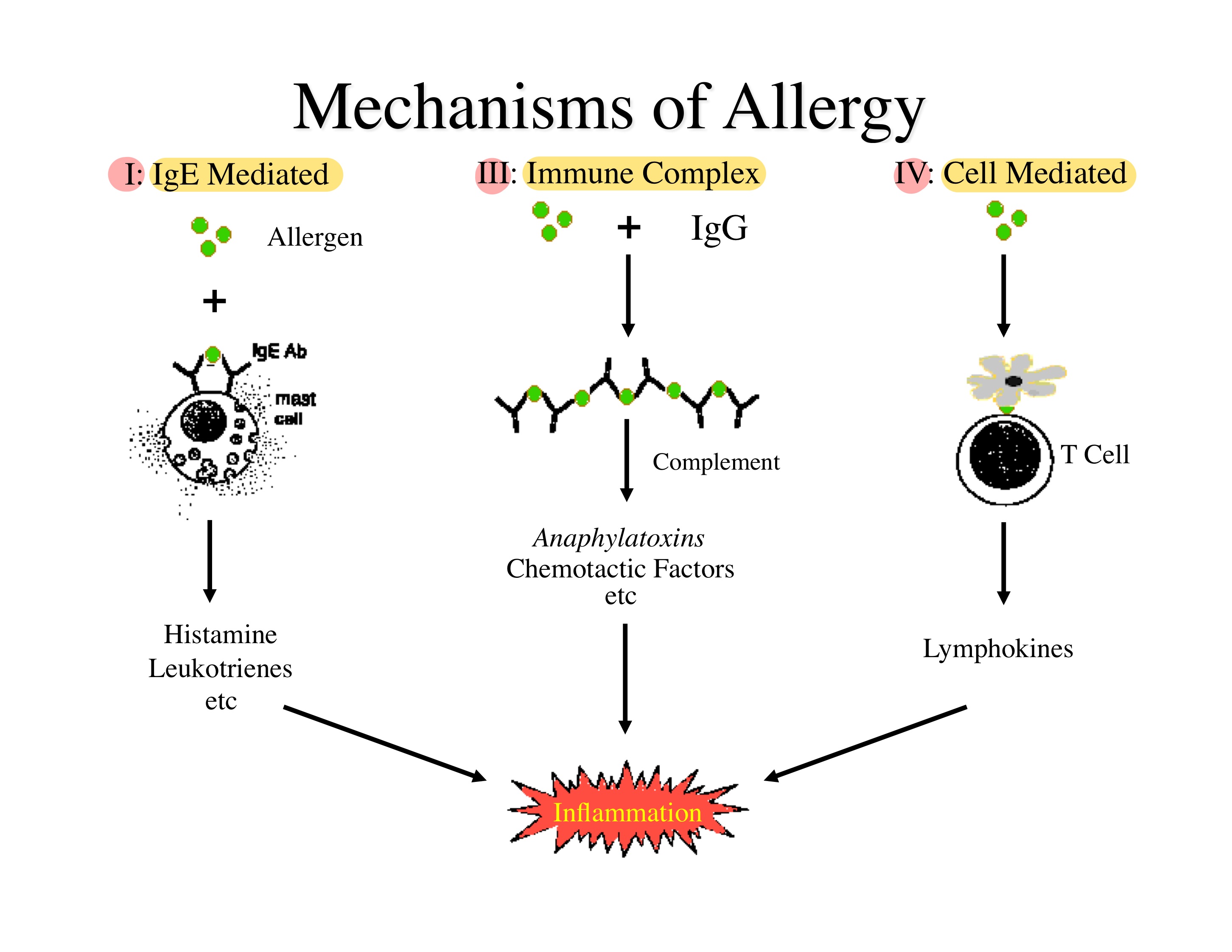 <p><strong><u>Obj. 2</u></strong></p><p>Relate how inflammation is involved in the Type IV response</p>