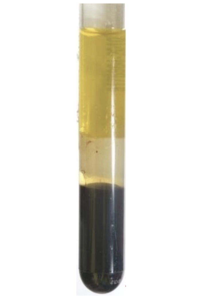<p>What is the middle layer commonly called? </p>