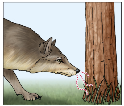 <p>hormones can be used to communicate between individuals of the SAME species; pheromones are released into the environment</p>