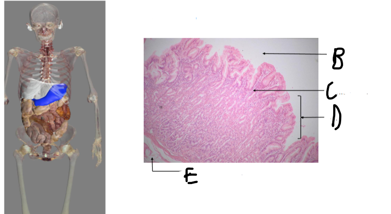 <p>D? </p>