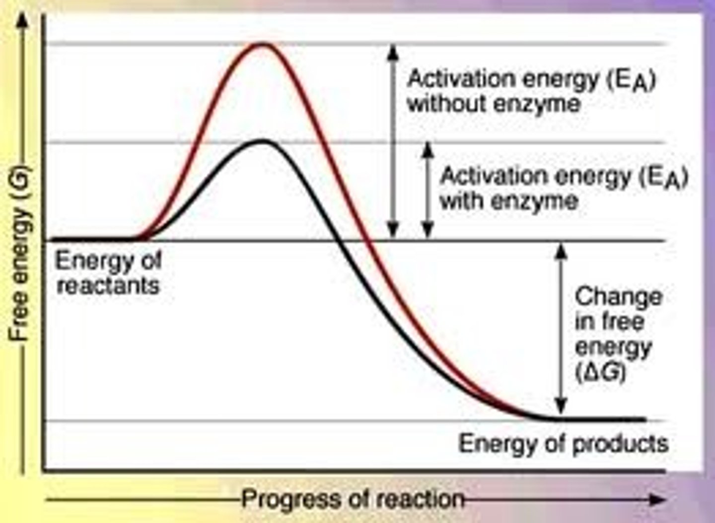 <p>they are catalysts, which lowers the activation energy but does not change the free energy</p>