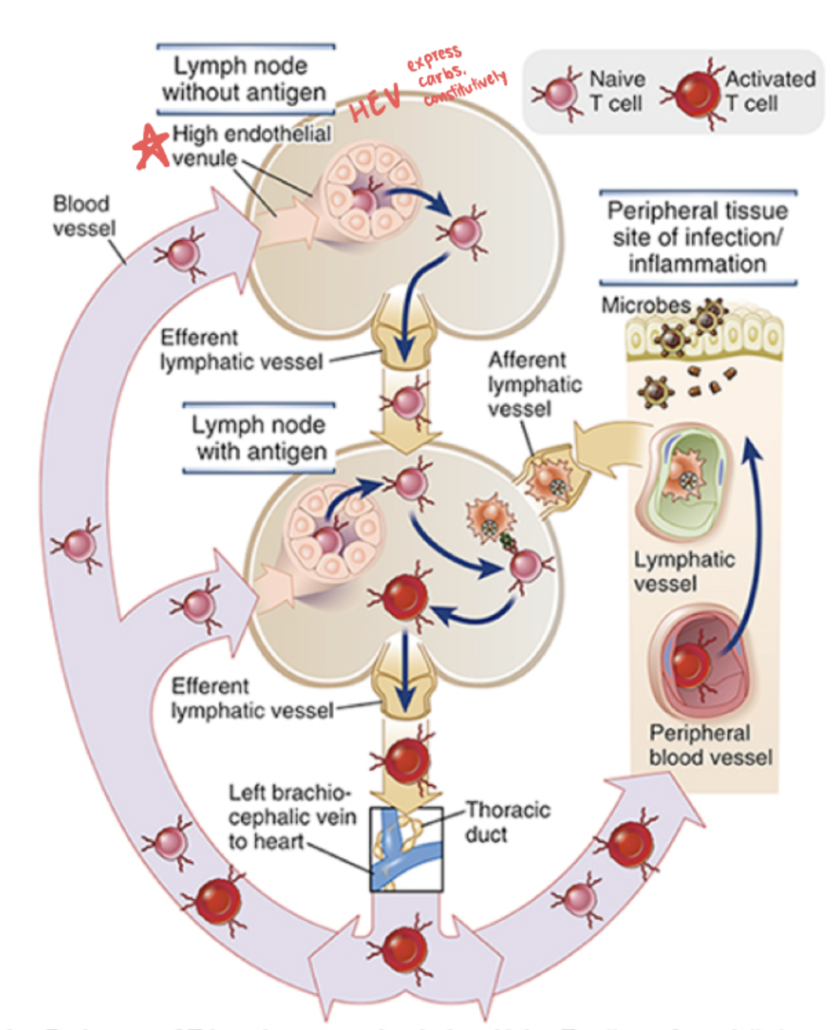 <p>_ are the endothelial cells in blood vessels and lymph nodes that express a carb all the time that binds L-selectin</p>