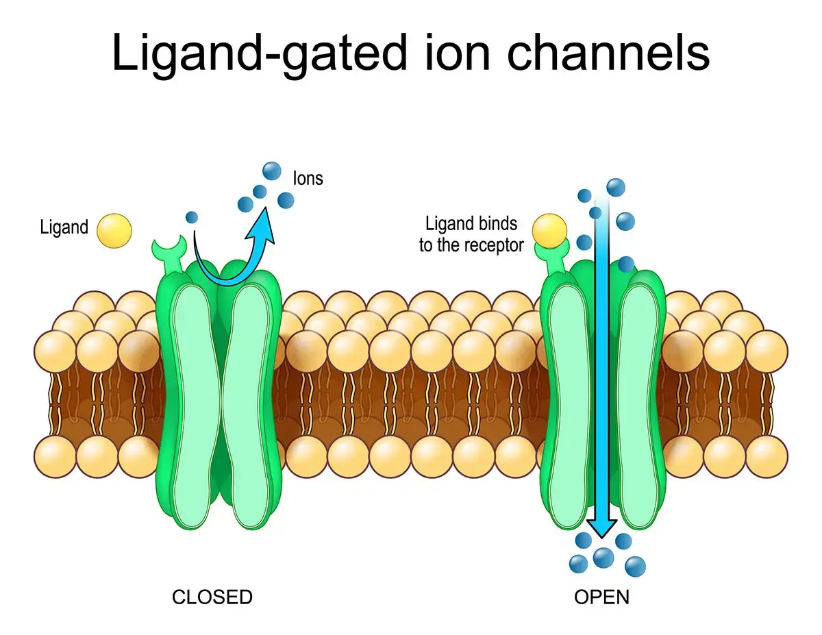<p>(ion channel linked receptor, chemically activated ion channel) a channel that opens via the binding of a specific type of molecule (a. ligand) to some part of the channel</p>