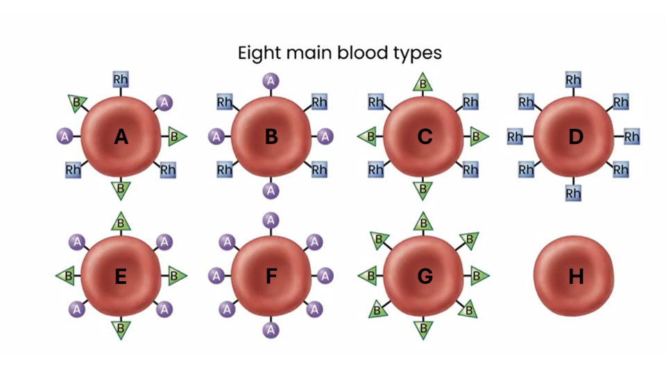 <p>blood type for A</p>