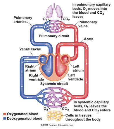<p>pulmonary circuit; blood vessels in lungs and blood vessels in the rest of the body (respiratory system provide oxygen to the blood passing through the lungs in the pumlonary circuit)</p>