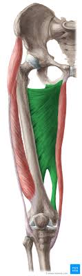 <p>Adducts thigh</p>