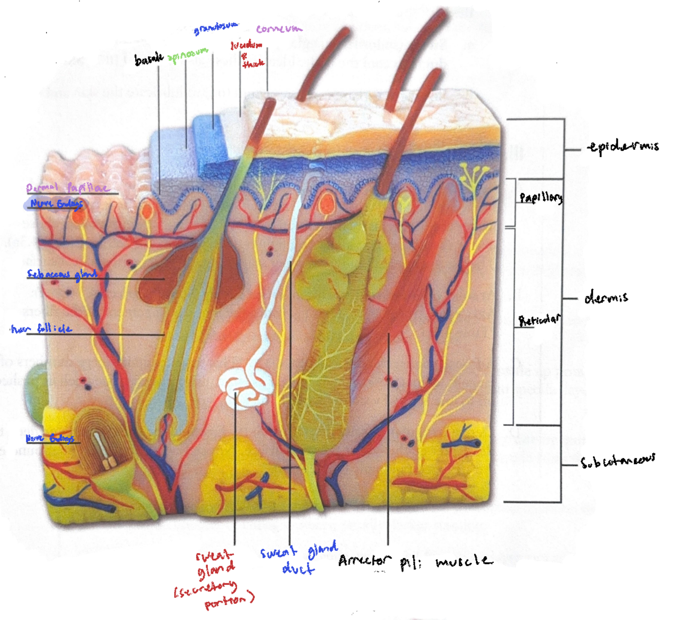 knowt flashcard image