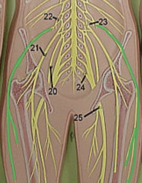 <p>sensory from skin</p>