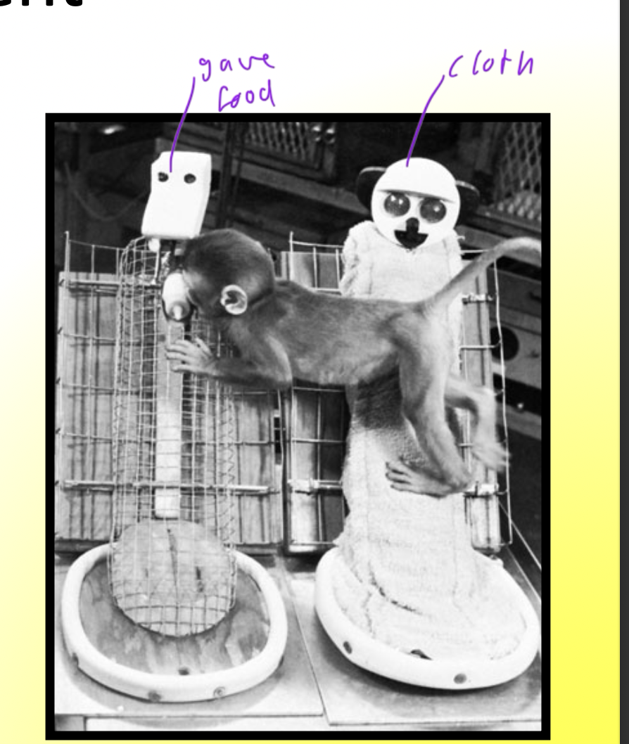 <ul><li><p>found that baby monkeys preferred the cloth mother who provided comfort and warmth over the wire mother who provided food</p></li><li><p>the monkey only went to the wire mother for food</p></li><li><p>- show how important body contact is for newborns for attachment (especially skin on skin)</p></li></ul><p></p>