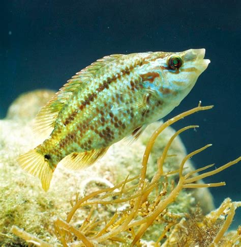 <p>Symphodius roissali</p>