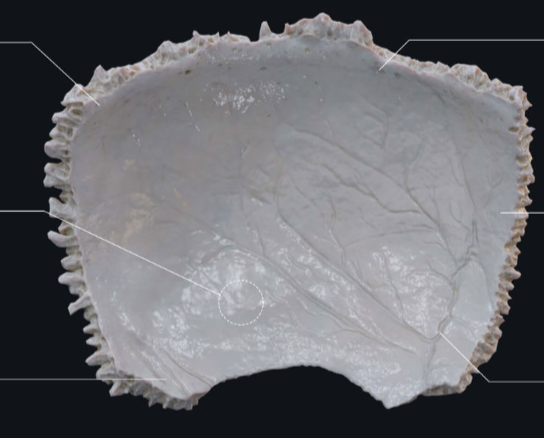 <p>Hoe heet het deel rechtsonder van dit bot?</p>