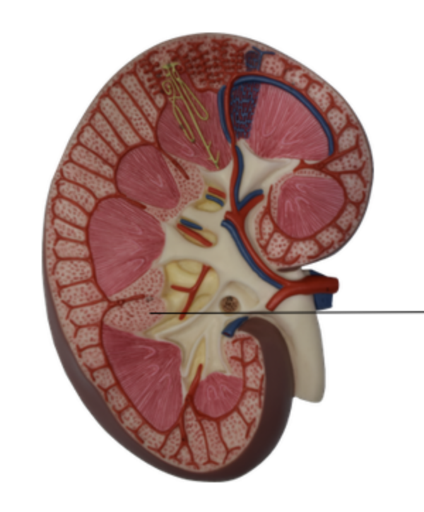 <p>Renal Column</p>