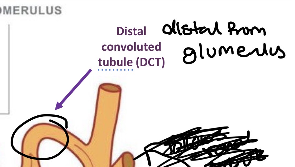 <p>Distal (far) from glomerulus</p><ul><li><p>adjusts sodium levels </p></li><li><p>Adjusts potassium levels</p></li><li><p>Helps regulate blood pH</p></li><li><p>Responds to hormones such as aldosterone </p></li></ul><p></p>