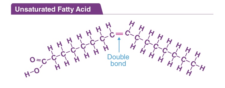 <p>have one or more double bonds between carbon atoms</p><p>Cause bends/kinks in fatty acid tail so phospholipids further apart</p><p>Increase fluidity</p>