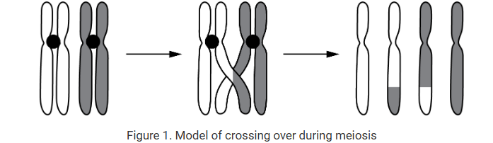 <p>A model of crossing over during gamete formation is shown in Figure 1.<br>Based on Figure 1, which of the following questions could best be addressed?</p><p>A) Does synapsis of homologous chromosomes in the parent cell contribute to an increase in genetic diversity in the daughter cells?</p><p>B) Do sister chromatids separate and form diploid daughter cells?</p><p>C) Do chromatids from nonhomologous chromosomes rearrange to produce identical daughter cells?</p><p>D) Does synapsis of nonhomologous chromosomes produce daughter cells that are identical to the parent cell?</p>