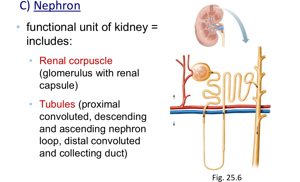 <p>Is a functional unit of the kidney that includes the:</p><ul><li><p>Renal Corpuscle (<strong>glomerus with renal capsule) </strong> and Tubules (<strong>proximal convoluted, descending and ascending nephron loop, distal convoluted and collecting duct</strong>)</p></li></ul><p></p>