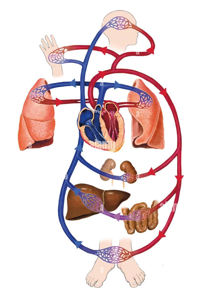 <p><span style="color: blue;"><strong><em><mark data-color="#95edae" style="background-color: rgb(149, 237, 174); color: inherit;"><sub><sup>Movimiento de un líquido corporal a través de un circuito o trayecto regular.</sup></sub></mark></em></strong></span></p><p><strong><mark data-color="#f2f679" style="background-color: rgb(242, 246, 121); color: inherit;"><sub><sup>Fuente:</sup></sub></mark></strong><sub><sup> Real Academia Nacional de Medicina de España. Circulación [Internet]. Madrid: Real Academia Nacional de Medicina de España; 2012 [citado 10 de abril de 2026].</sup></sub></p>