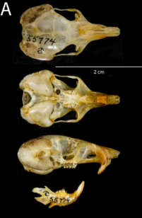 <ul><li><p>kangaroo rat and pocket mouse</p></li><li><p>myomorphous and rounded skull</p></li><li><p>infraorbital foramen entirely piercing the rostrum perforates through maxilla</p></li><li><p>crowns of cheek teeth simple</p></li><li><p>auditory bulla can be slightly inflated to greatly inflated</p></li><li><p>limbs modified for saltation</p></li><li><p>external fur-lined cheek pouches</p></li></ul><p></p>