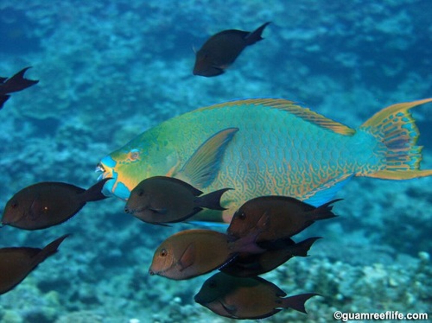 <p>Scarus alyipinnis</p>