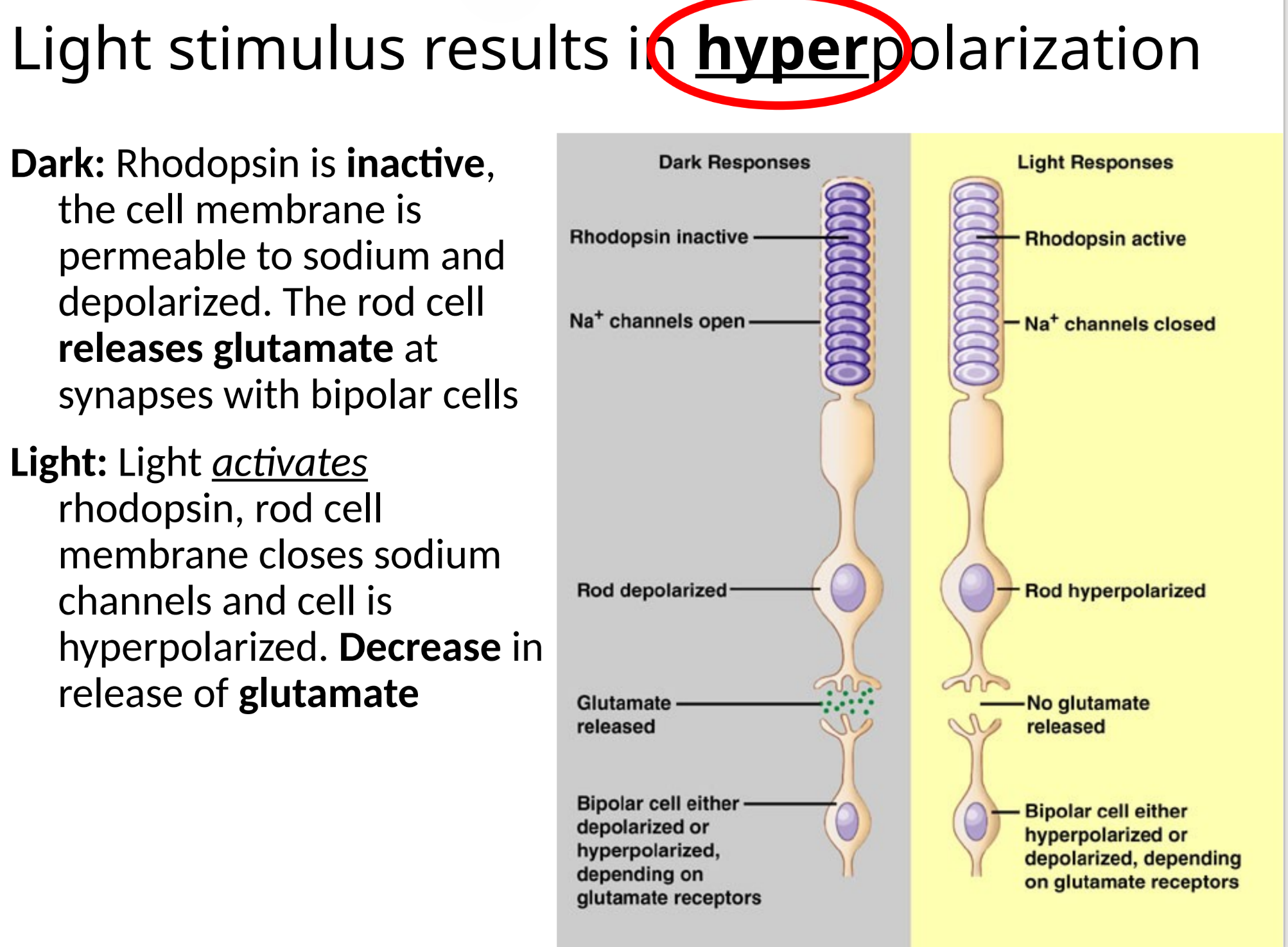 <p>hyperpolarization </p><p></p>