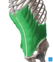 <p>External Abdominal Obliques</p>