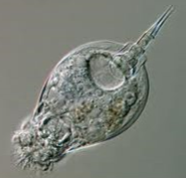 <p><span>Which PHYLUM does the following organism belong to?</span></p>