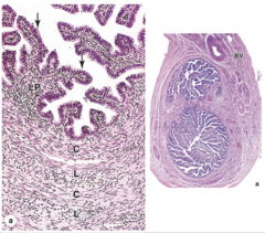 <p>What is the structure of the mucosa in the uterine tubes?</p>