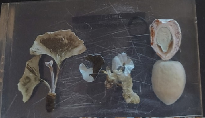 <p>Phylum Gymnosperms </p><ol><li><p>Name the phylum</p></li></ol><p></p>