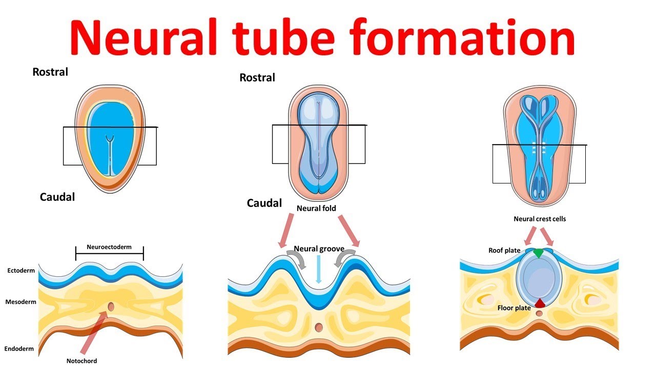 <p>How does the neural tube develop?</p>