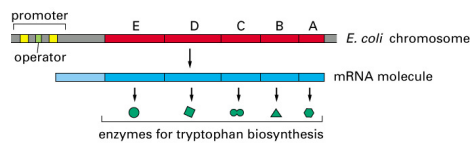 <ul><li><p>Five genes (<strong>E, D, C, B, A</strong>) encode enzymes for <strong>tryptophan (Trp) biosynthesis</strong></p></li><li><p>Operon is <strong>only transcribed when Trp is needed</strong> (i.e., when Trp levels are low)</p></li><li><p>When <strong>external Trp is high</strong>, Trp binds the <strong><em>trp</em> repressor</strong>, which then binds the <strong><em>trp</em> operator</strong> → <strong>represses transcription</strong></p></li></ul><p></p>