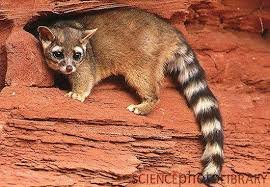 <p>Common Name: Ringtail</p>