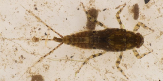 <p>Gills on back (above body) - when seen from above gills do not extend beyond side of body); alternate dark-light colouration on legs and tails; poor swimmers - swim in an s-shaped motion</p>