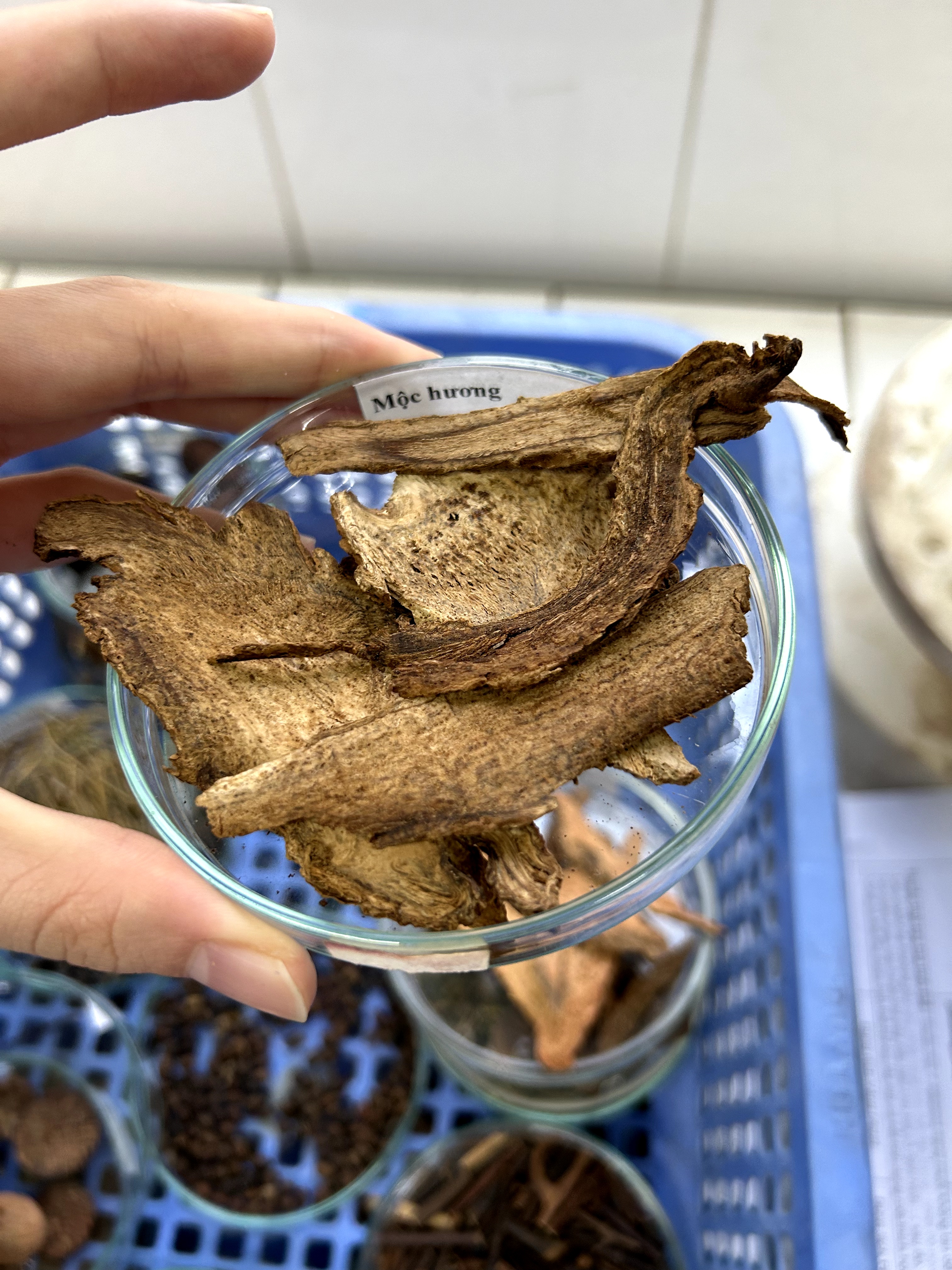 <p>mộc hương</p>