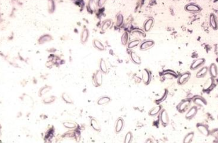 <p><span style="background-color: rgba(0, 0, 0, 0); line-height: 19.7625px;">What is the species in this photo?</span></p>