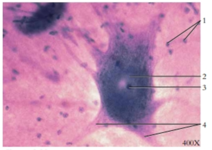 <p><span style="background-color: transparent;">Nervous tissue</span></p>