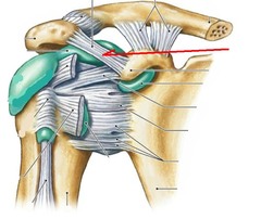 <p>identify the structure</p>