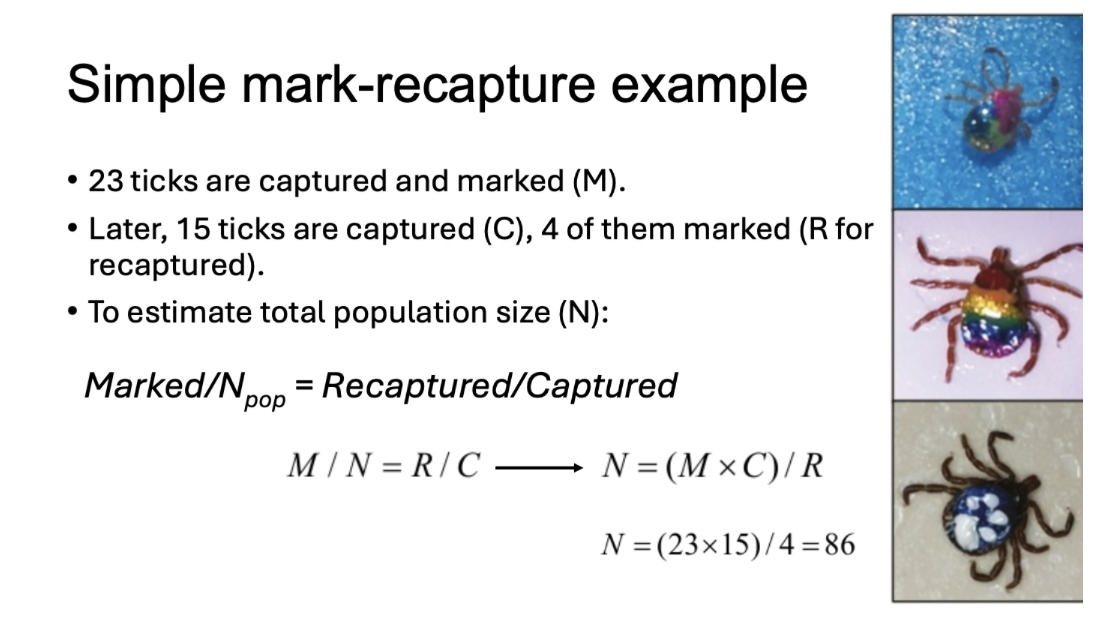 <p>Estimates the absolute population size of mobile organisms, they are also used to obtain data on the survival or movement of individuals. </p><p></p><p>Formula: Marked/ Pop = Recaptured/Captured</p>