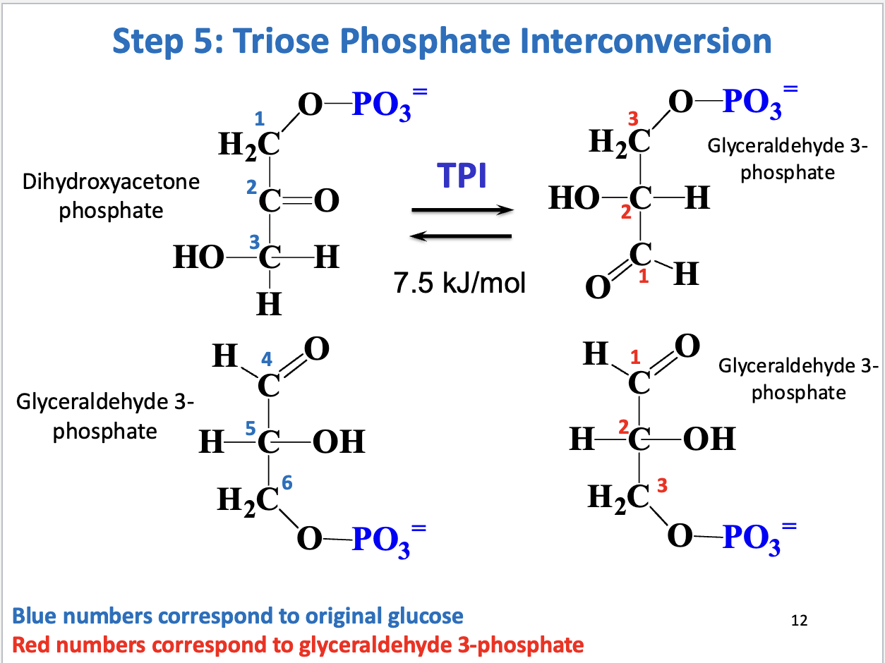 <ul><li><p>Triose phosphate interconversion</p></li><li><p>Substrate: dihydroxyacetone phosphate, Product: glyceraldehyde 3-phosphate</p></li><li><p>Enzyme: triose phosphate isomerase</p></li><li><p>Positive delta G (unfavorable/reversible, keep GAP concentration low to drive reaction forward)</p></li><li><p>DHAP must be converted to GAP to proceed with next phase of glycolysis </p></li></ul><p></p>