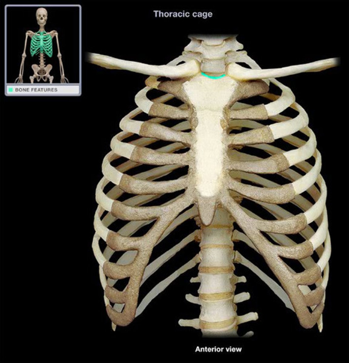 <p>-felt as deep depression superior to sternum</p><p>-used to determine the CR on a chest AP</p>